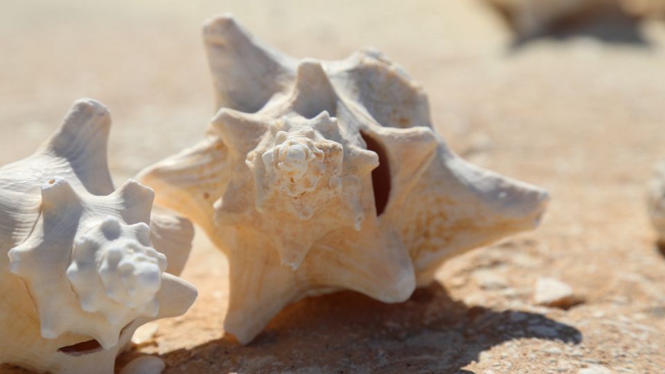 Bahia de las Aguilas 