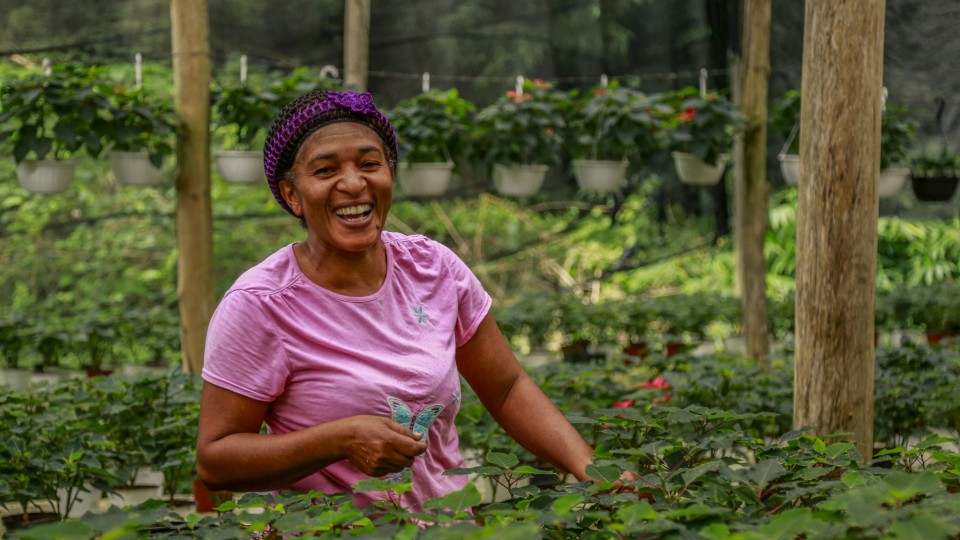 Alegre Navidad. Flores de Pascua