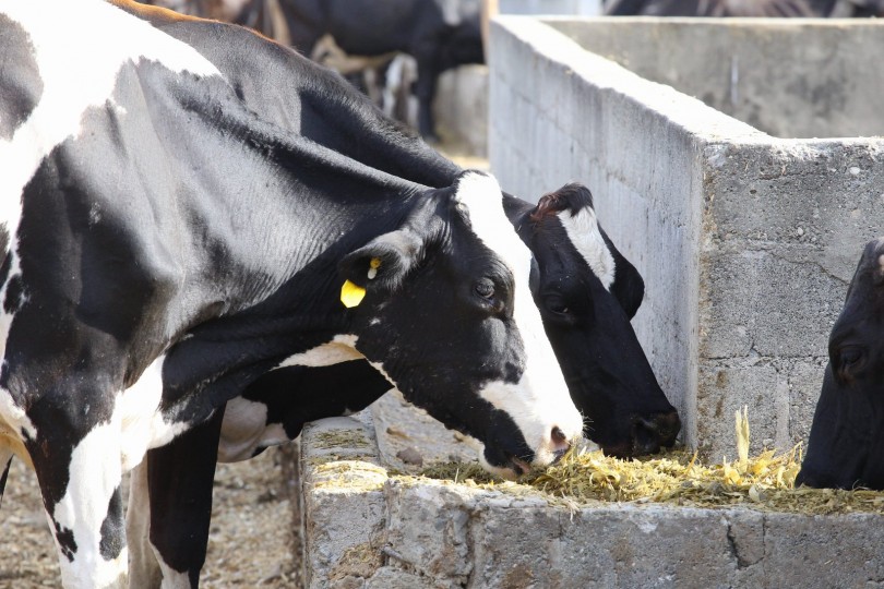 Visita Sorpresa 245, en apoyo a ganaderos de Pedro Corto
