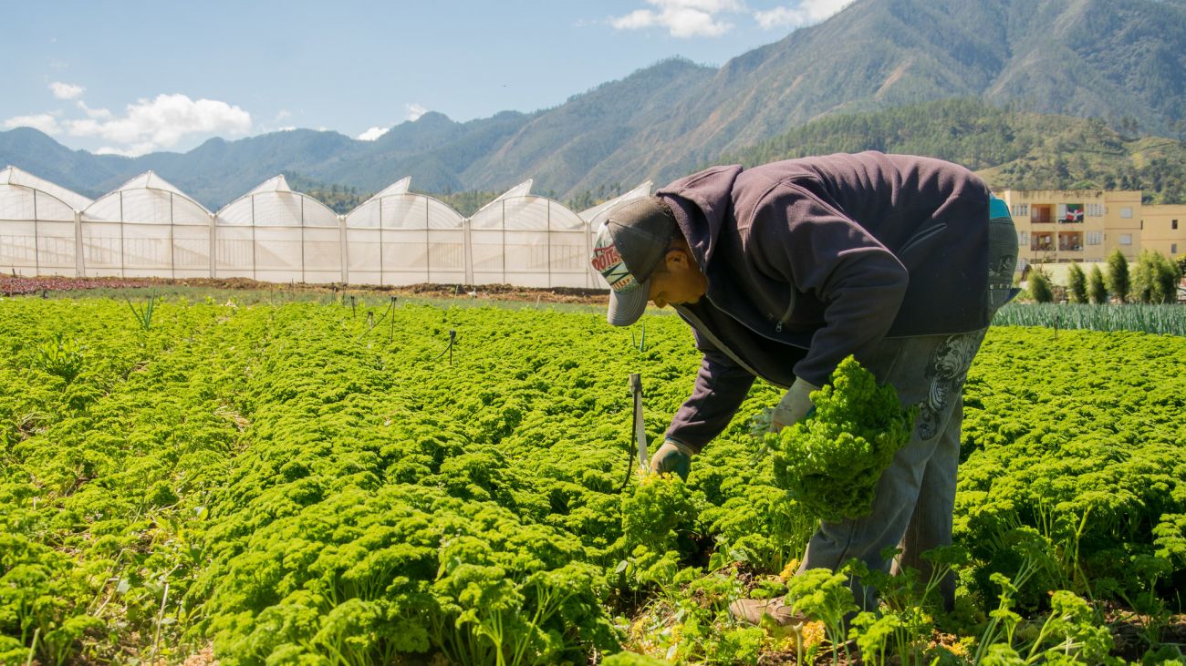 Seguridad Alimentaria 