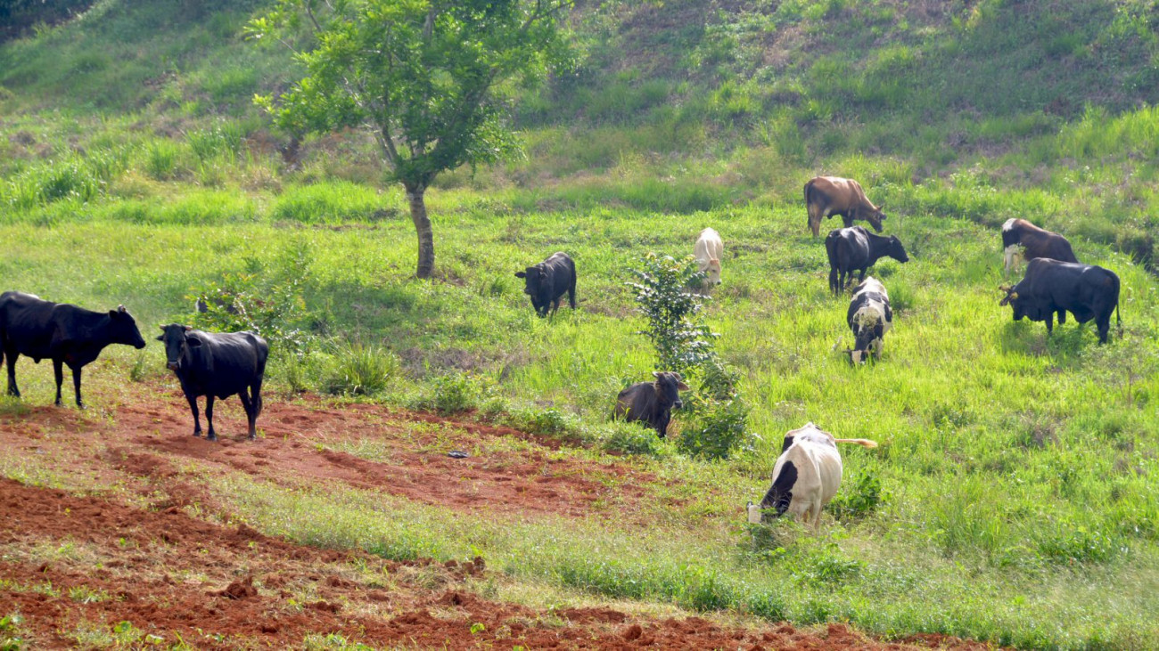 Ganadería en Villa Altagracia.