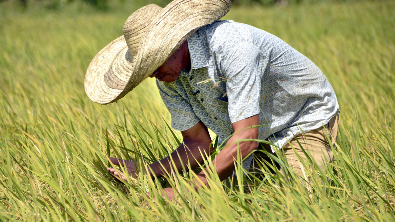 Hombre trabajando en el campo