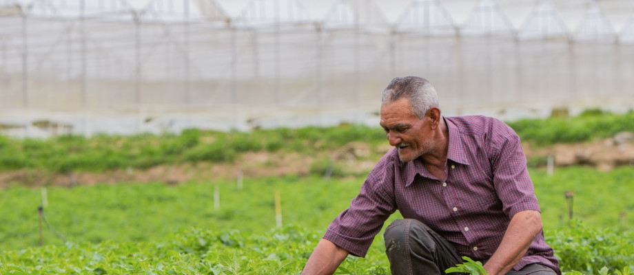 Hombre en campo de lechuga