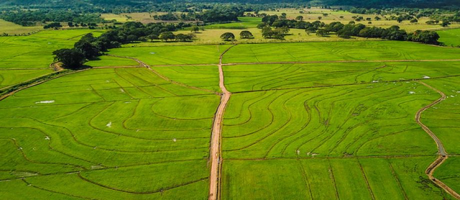 Seguridad Alimentaria