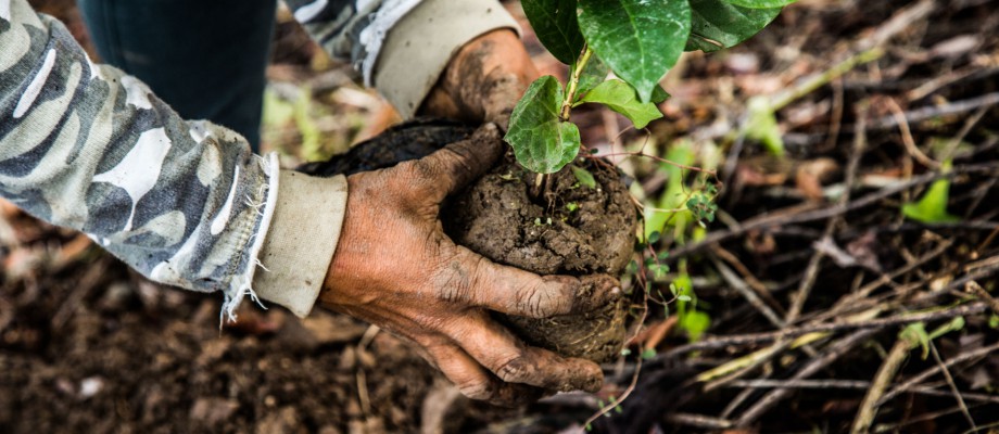 Reforestamos porque amamos nuestra patria con sus montañas y sus ríos.