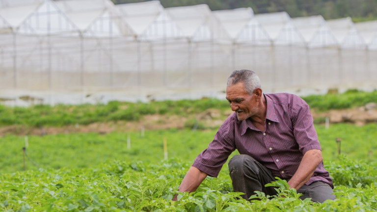 Hombre en campo de lechuga