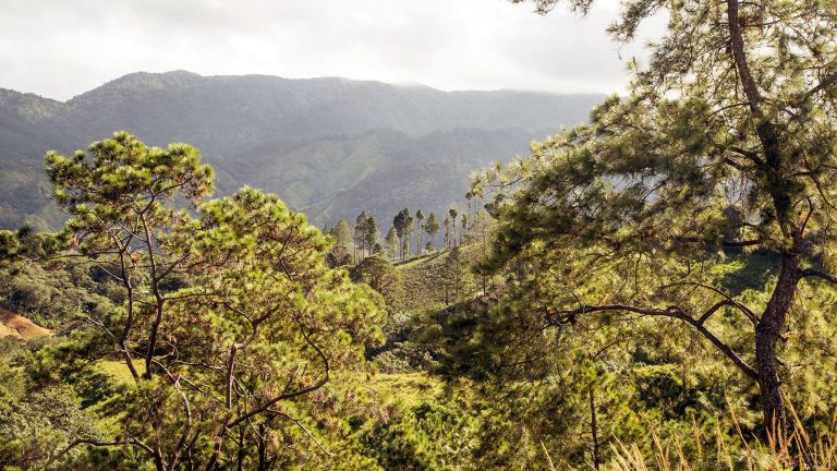 Reforestacion Arroyo Frio