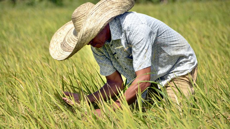 Día del Agricultor 