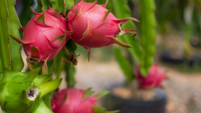 Tierra y títulos para Pitahaya