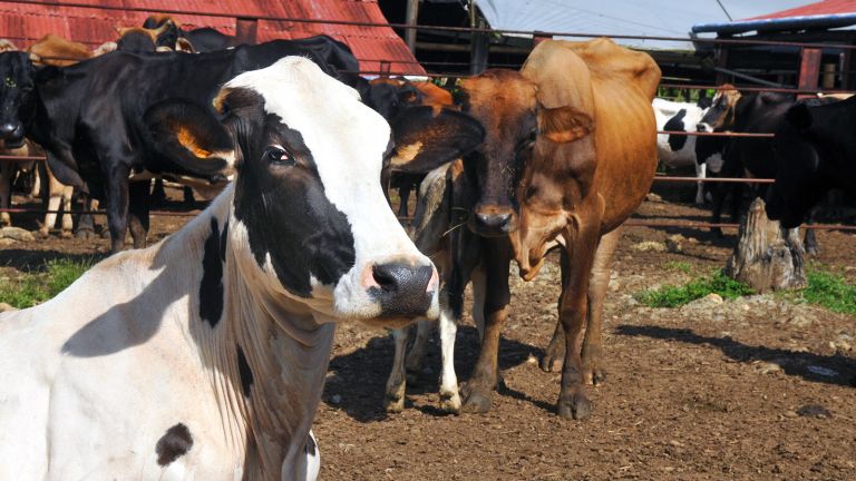 Donde la vaca da leche le agregamos valor