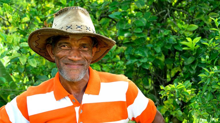 Domingo Herrera, productor de cerezas en Hato Damas.