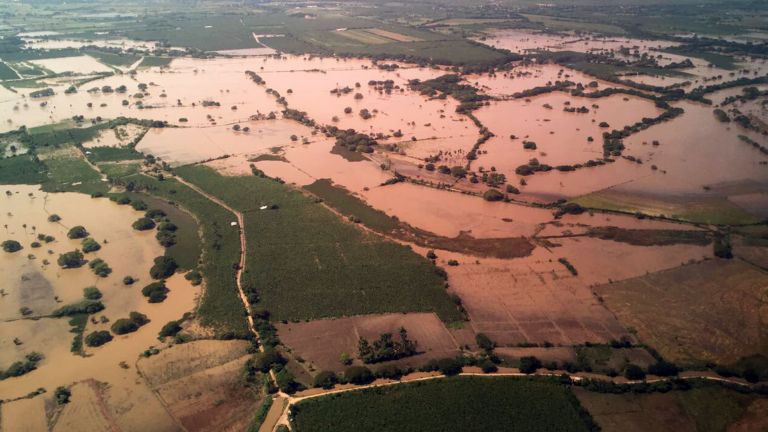 Banano y arroz dañado en Palo Verde