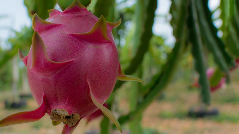 De paseo para conocer la pitahaya; JAD e IAD promueven cultivo y ecoturismo  