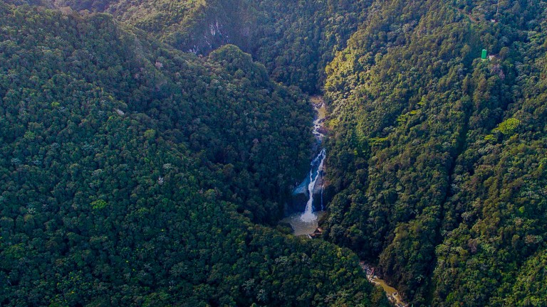 Sembramos vida y agua buena en los bosques