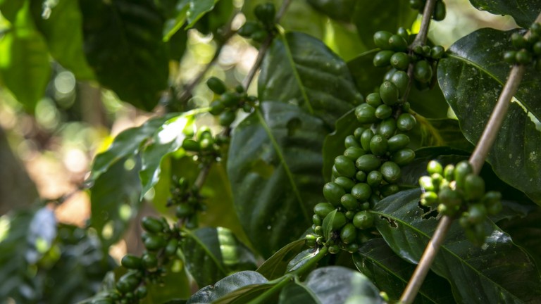 Reforestación en Barahona