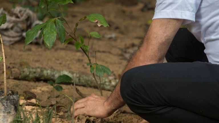 Hombre reforestando