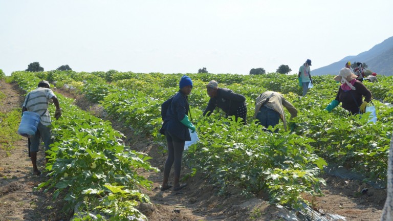 VS: parceleros de Duvergé se convierten en agroempresarios