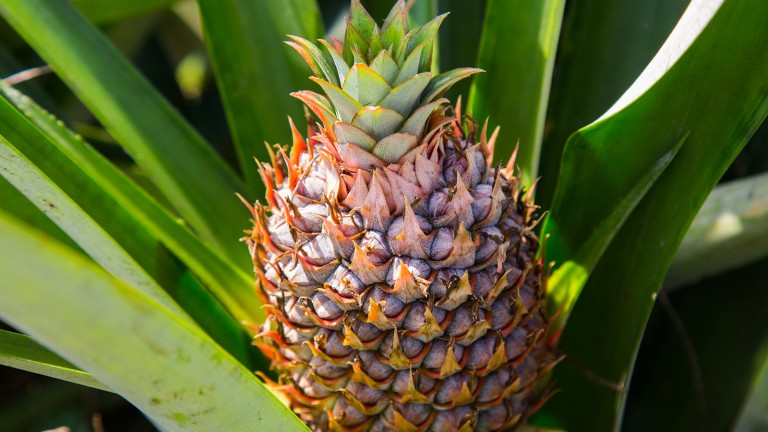 Piña en crecimiento en planta