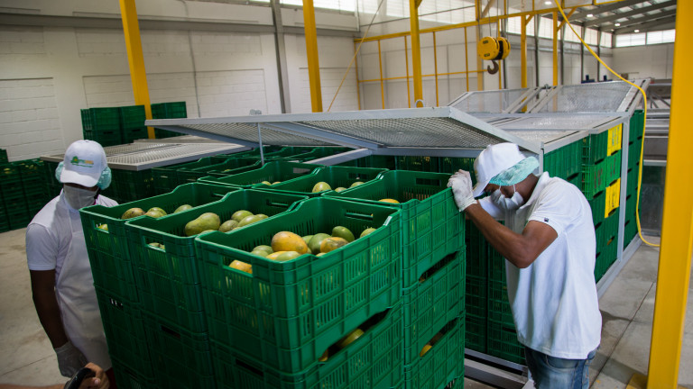 Empleados de Planta de ABAPROMANGO