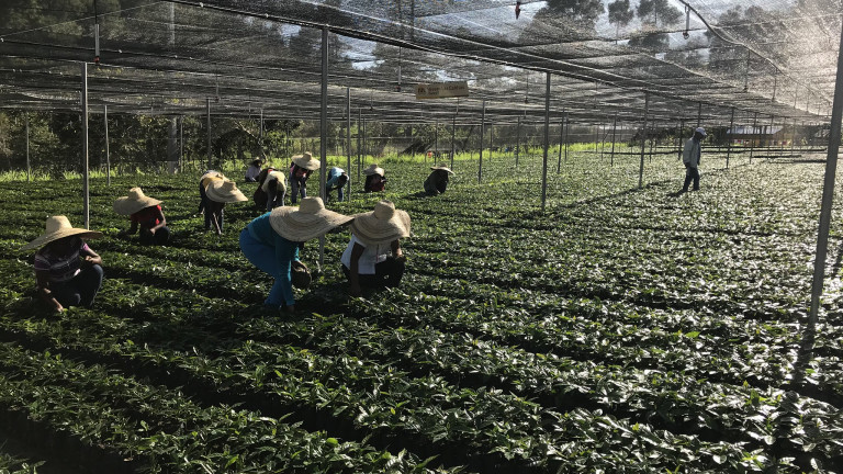 Trabajo en el campo 