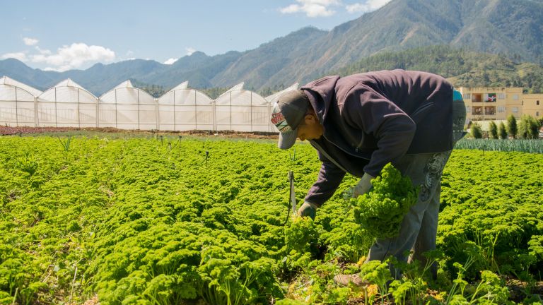 Seguridad Alimentaria 