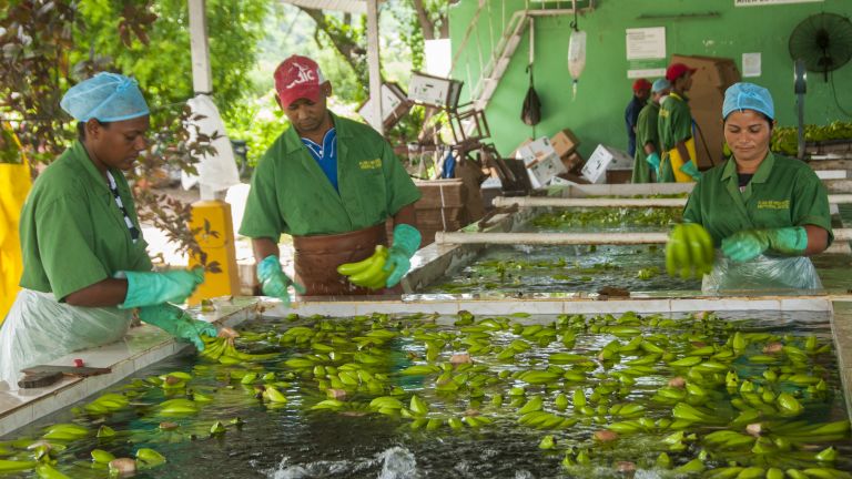 Trabajadores de Asociación Bananos de Azua.