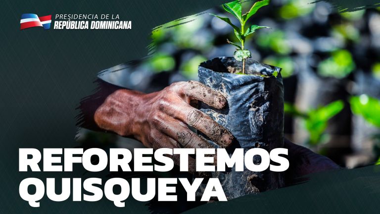 reforestación