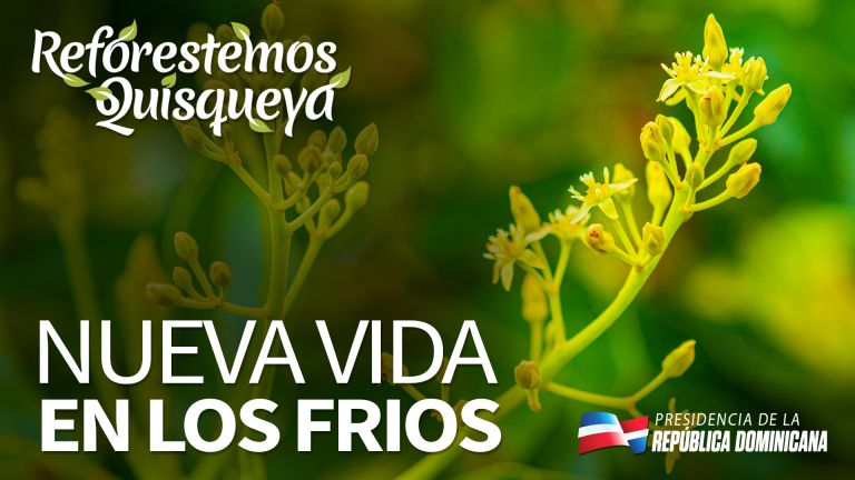 Reforestacion Los Frios