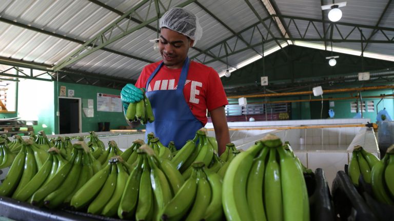 Empleado en procesadora de plátano 