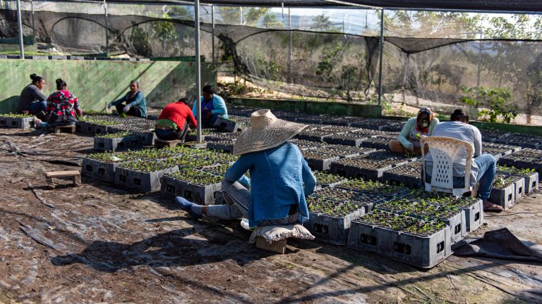 Más de 532 mil tareas han sido reforestadas a través de proyectos desarrollo sostenible en cuencas hidrográficas región Sur