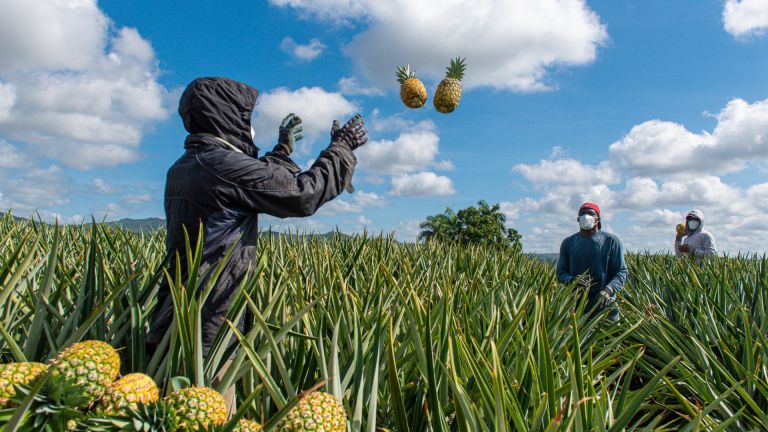 Exportamos piña a Israel y nos pagan por adelantado