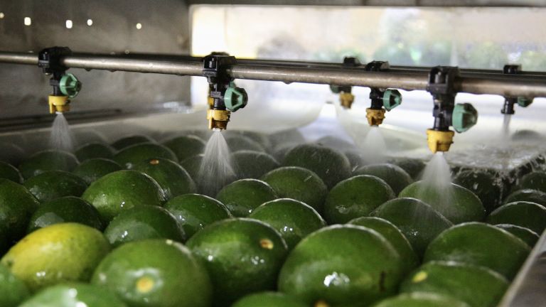 aguacates