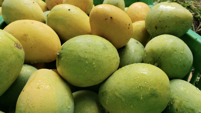 Mangos banilejos