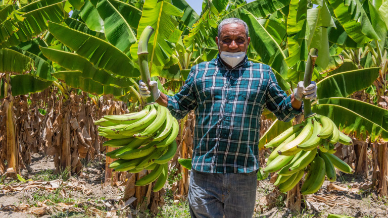 productor de platano