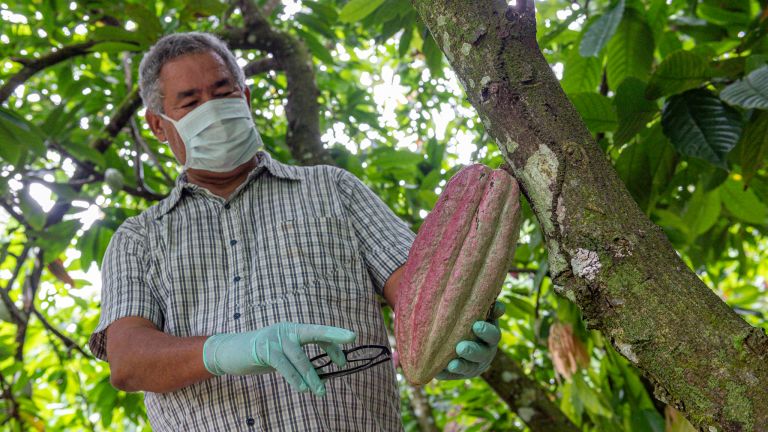 cacao dominicano