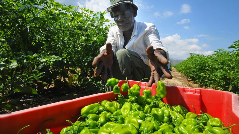 Productores de ajíes