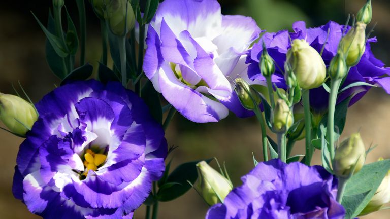 Flores de Constanza 