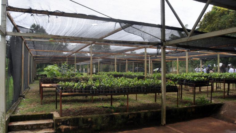 Vivero