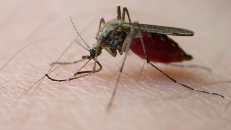 Campaña contra el dengue.
