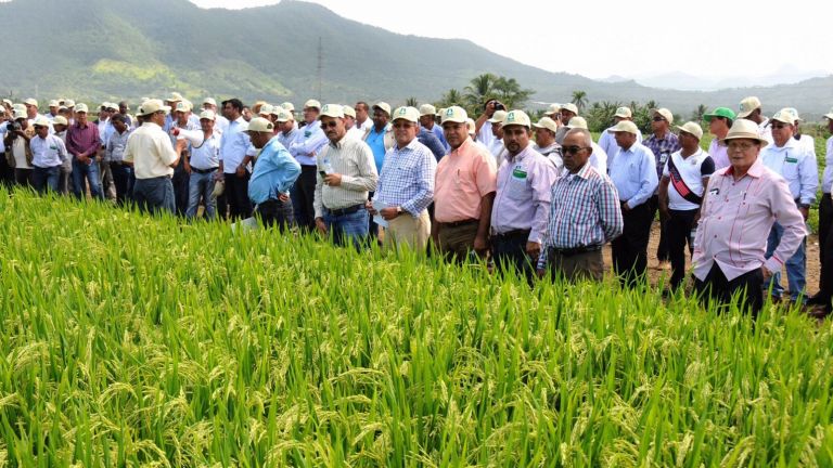 Danilo Medina junto a arroceros de Bonao