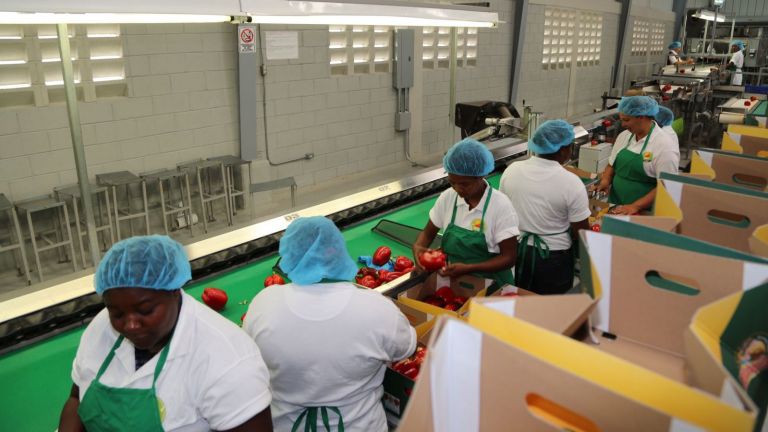 Empleados empacando vegetales