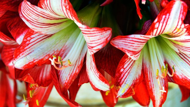 Flores de Constanza.