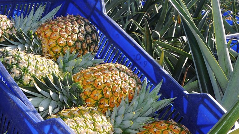 Producción de piña en Cevicos.
