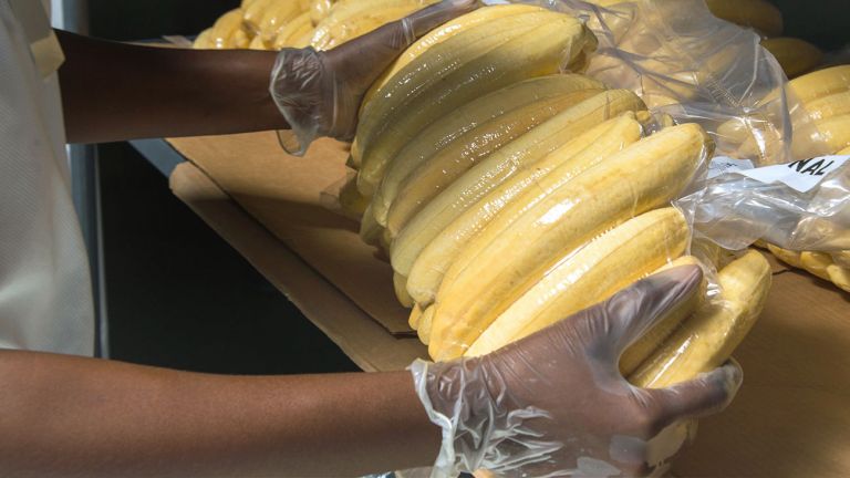 Plátano Power