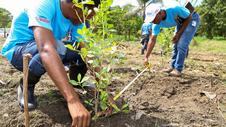 Mangles verdes en Parque Ecológico y Fluvial La Barquita.