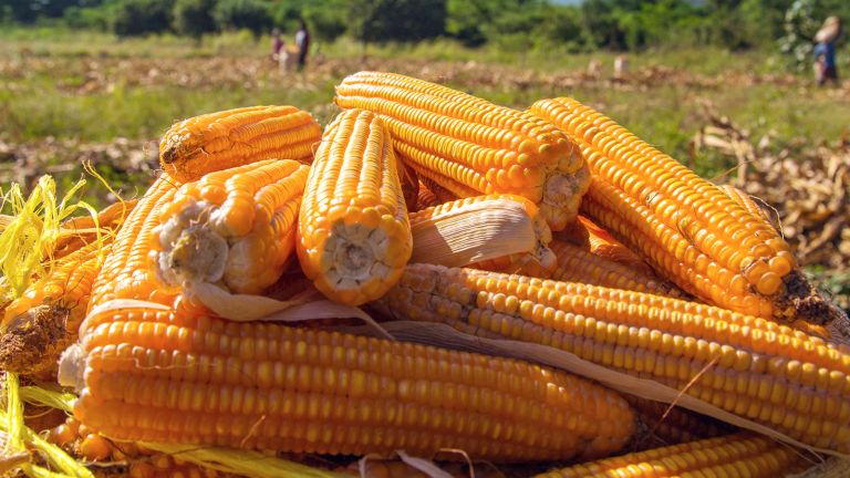 Mucha y buena tierra tiene el Valle de San Juan de la Maguana. Buen clima y 30 mil productores.