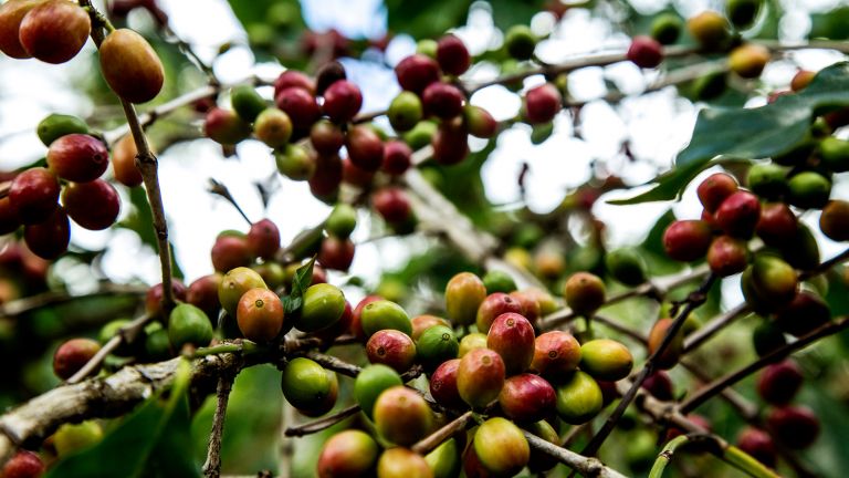 Café de la Sierra de Neiba.