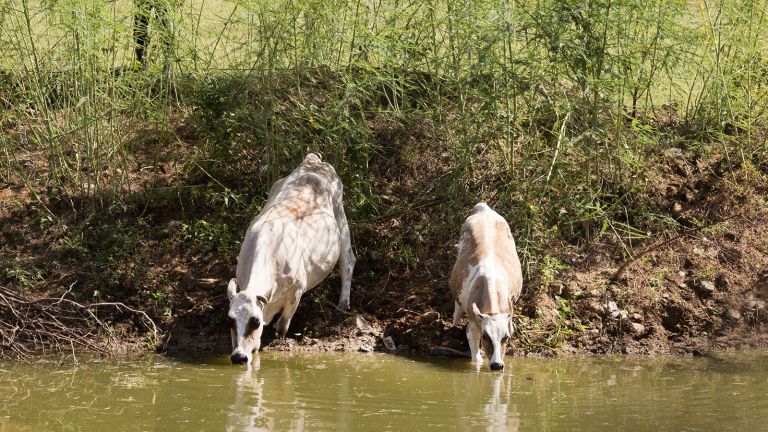 El gobierno les ha acompañado solidariamente construyendo cientos y cientos de lagunas o reservorios de agua.