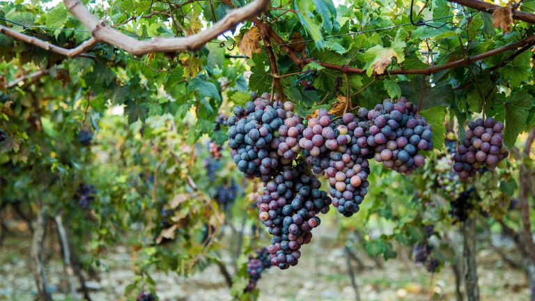 uvas de Neiba 