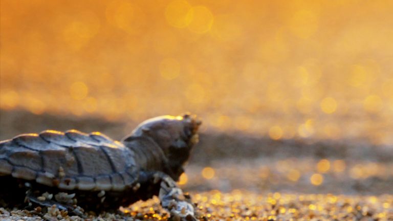 Tortugas verdes